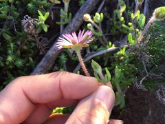 Drosanthemum striatum