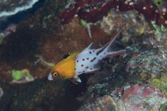 Bodianus anthioides