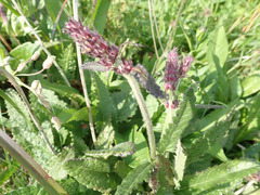 Betonica officinalis