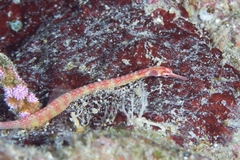 Corythoichthys nigripectus