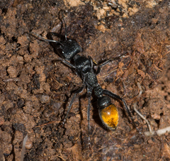 Myrmecia mandibularis