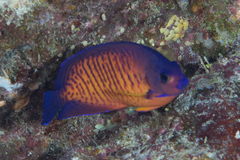 Centropyge bispinosa