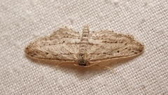 Idaea calunetaria