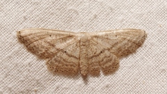 Idaea mediaria