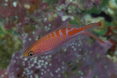 Pyronotanthias lori