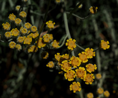 Achillea falcata