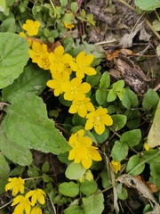 Lysimachia nummularia