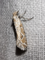 Ateliotum hungaricellum