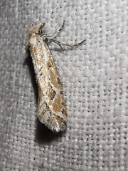 Ateliotum hungaricellum