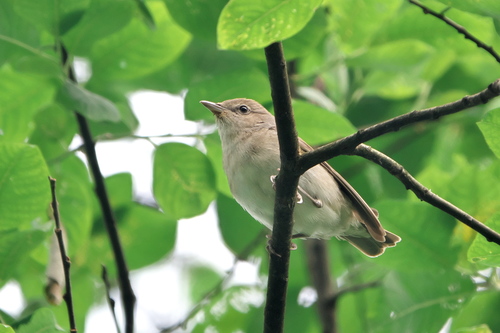 Foto de Garden Warbler