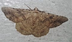 Aeolochroma melaleucae