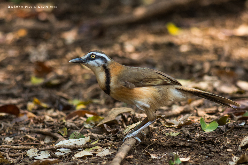 Lesser Necklaced Laughingthrush photo