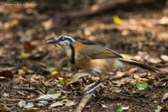 Lesser Necklaced Laughingthrush photo 1