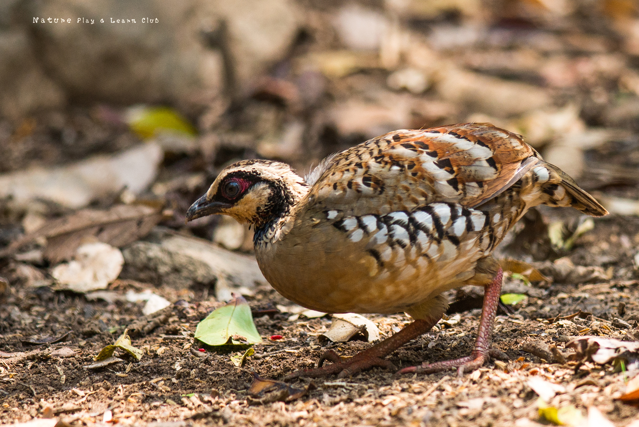 Bar-backed Partridge