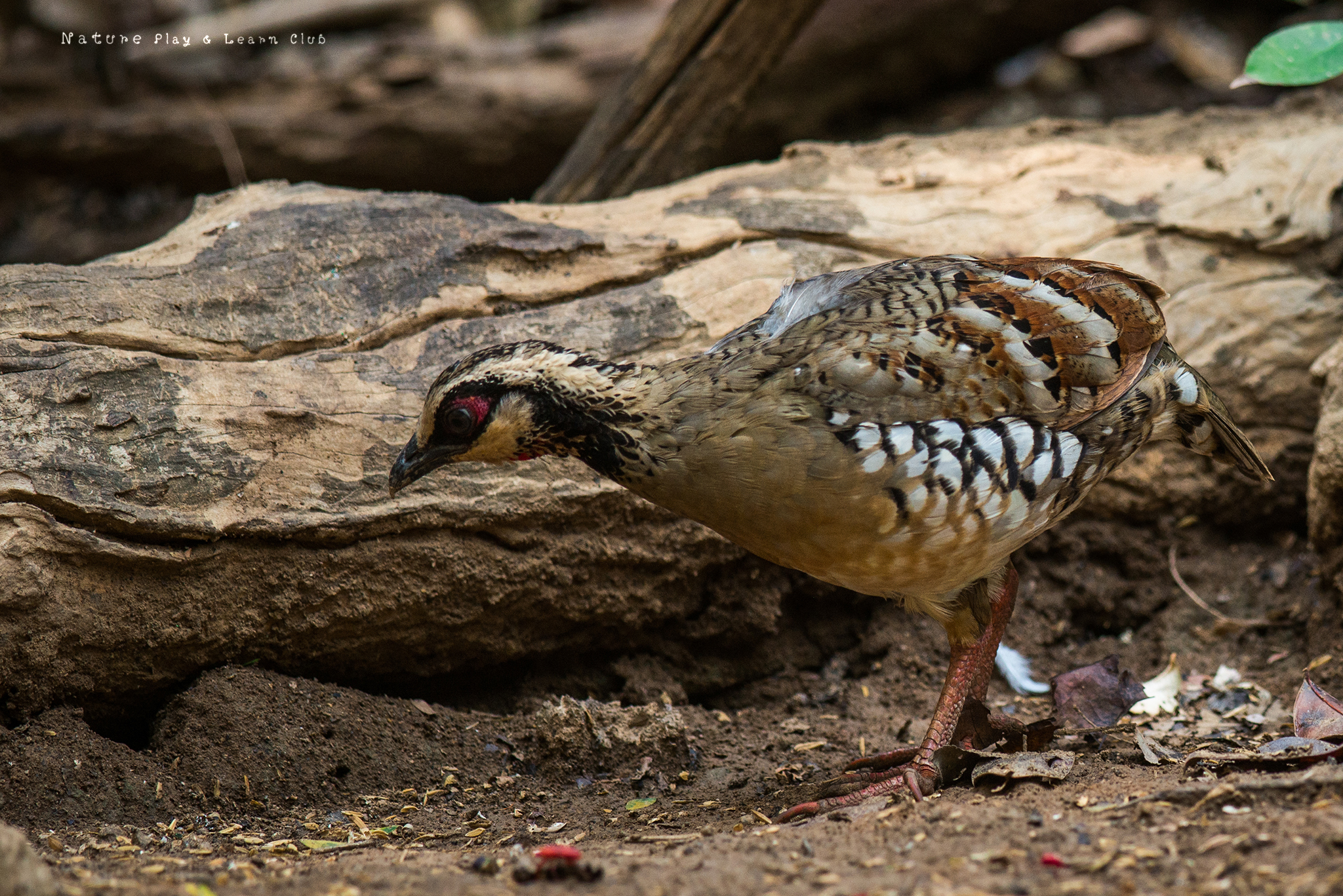 Bar-backed Partridge