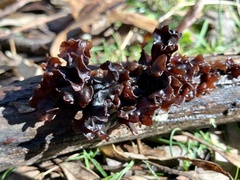 Phaeotremella fimbriata
