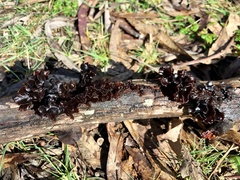 Phaeotremella fimbriata