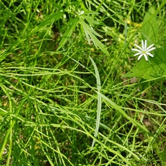 Stellaria palustris