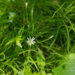 Stellaria palustris