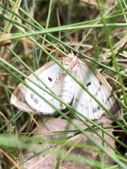 Mesoleuca albicillata