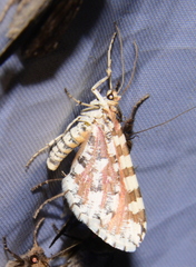 Stamnodes tessellata