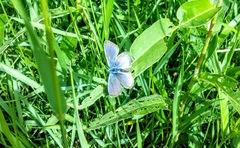 Cyaniris semiargus