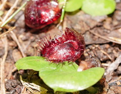 Corybas fimbriatus
