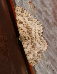 Ophthalmitis herbidaria