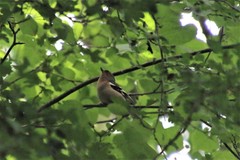 Fringilla coelebs