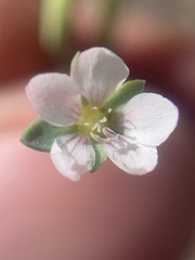 Linaceae