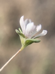 Linaceae