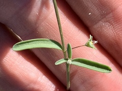 Linaceae