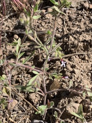 Allophyllum divaricatum