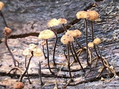 Marasmius alveolaris