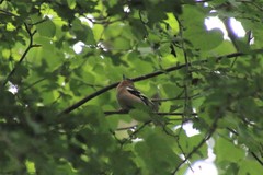 Fringilla coelebs