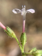 Allophyllum divaricatum