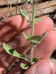 Allophyllum divaricatum