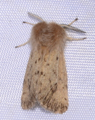 Lasiocampoidea