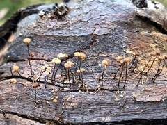 Marasmius alveolaris