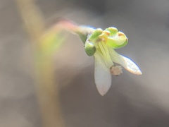 Nemacladus capillaris