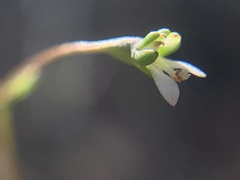 Nemacladus capillaris