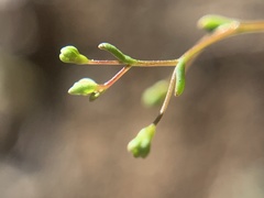 Nemacladus capillaris