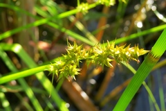 Carex stipata