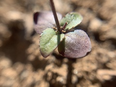 Nemacladus capillaris