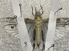 Trimerotropis pseudofasciata