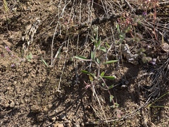 Allophyllum divaricatum