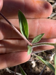 Allophyllum divaricatum