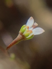 Nemacladus capillaris