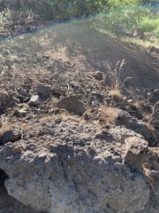 Nemacladus capillaris