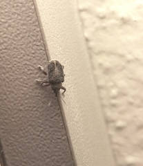 Lignyodes enucleator